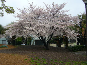 恐竜公園の桜